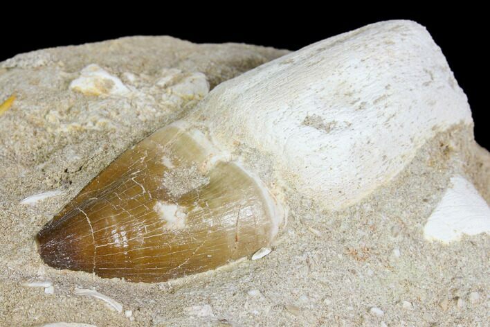 Rooted Mosasaur (Prognathodon) Tooth - Morocco #150252